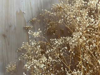 Blonde Babys breath