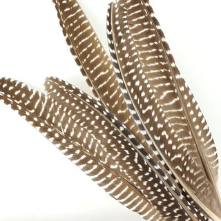 Guinea Hen Feathers - Ya Ya Gurlz